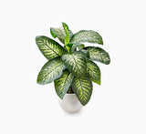 Dieffenbachia seguine Or Tropic Snow