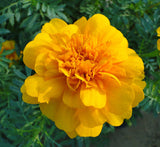 Marigold plant