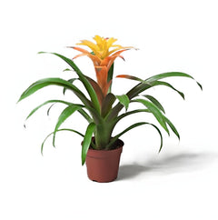 Guzmania Red and Yellow Plants or Scarlet Star