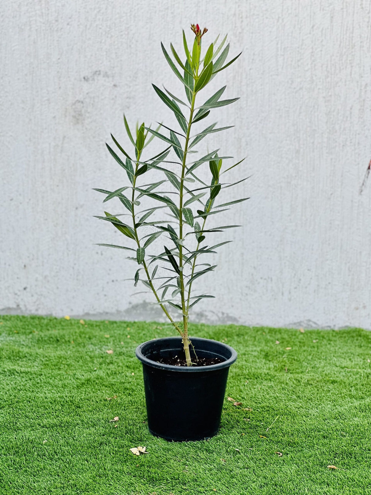 Oleander "Nerium Oleander"