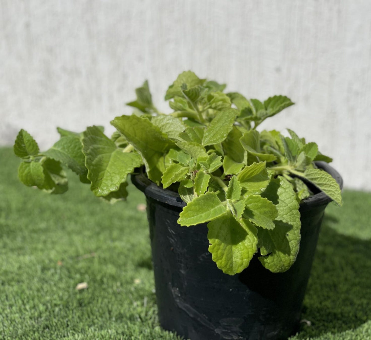 Cuban oregano Herb "Ajwain"