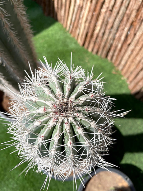 Saguaro cactus