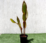 Canna indica 'Purpurea' 30 - 50cm overall height