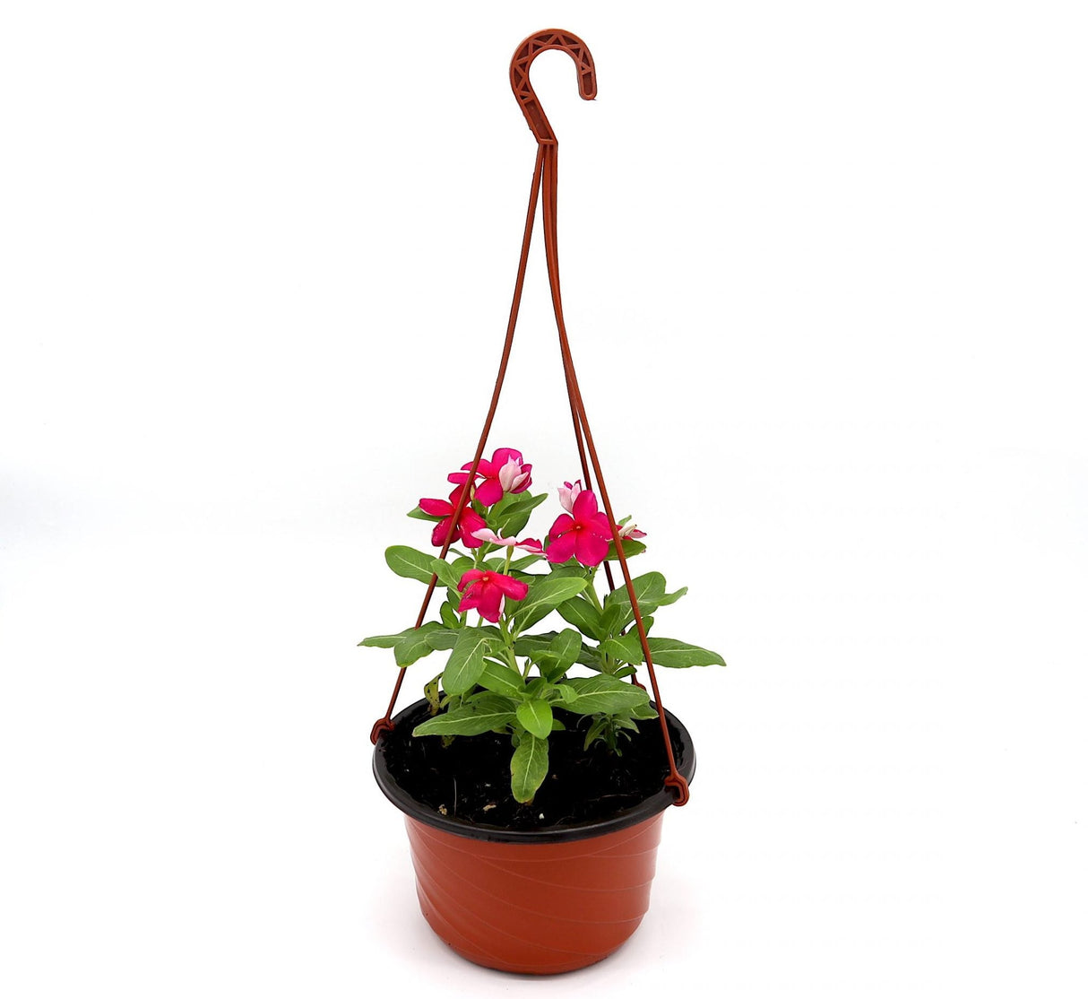 Vinca Hanging flowers 10-15cm