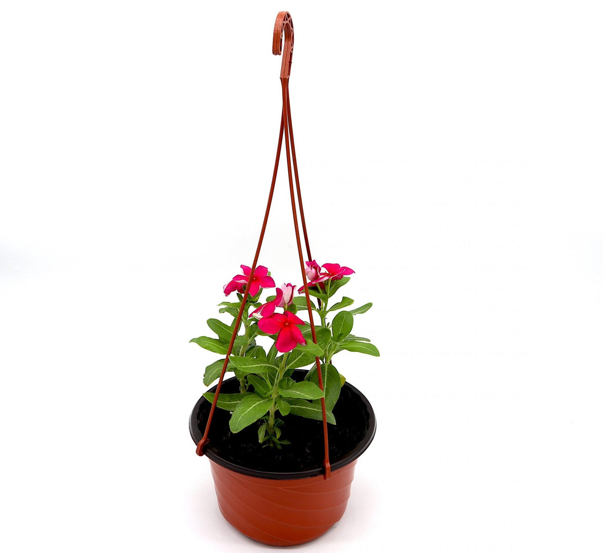 Vinca Hanging flowers 10-15cm