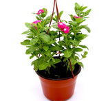 Vinca Hanging flowers 10-15cm