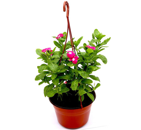 Vinca Hanging flowers 10-15cm