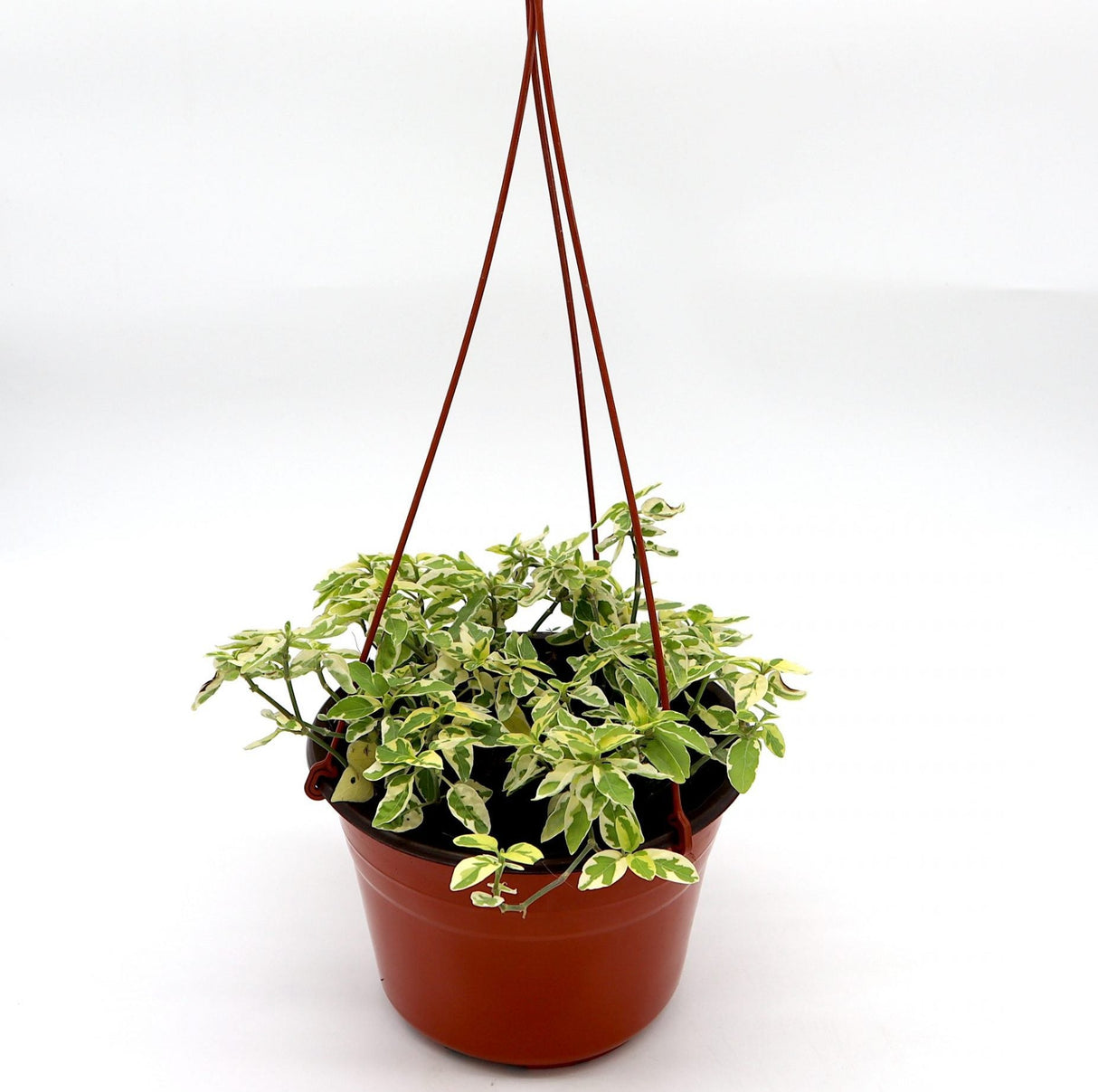 Asystasia gangetica Hanging "Chinese Violet"