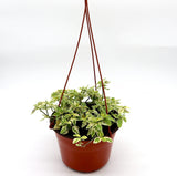 Asystasia gangetica Hanging "Chinese Violet"