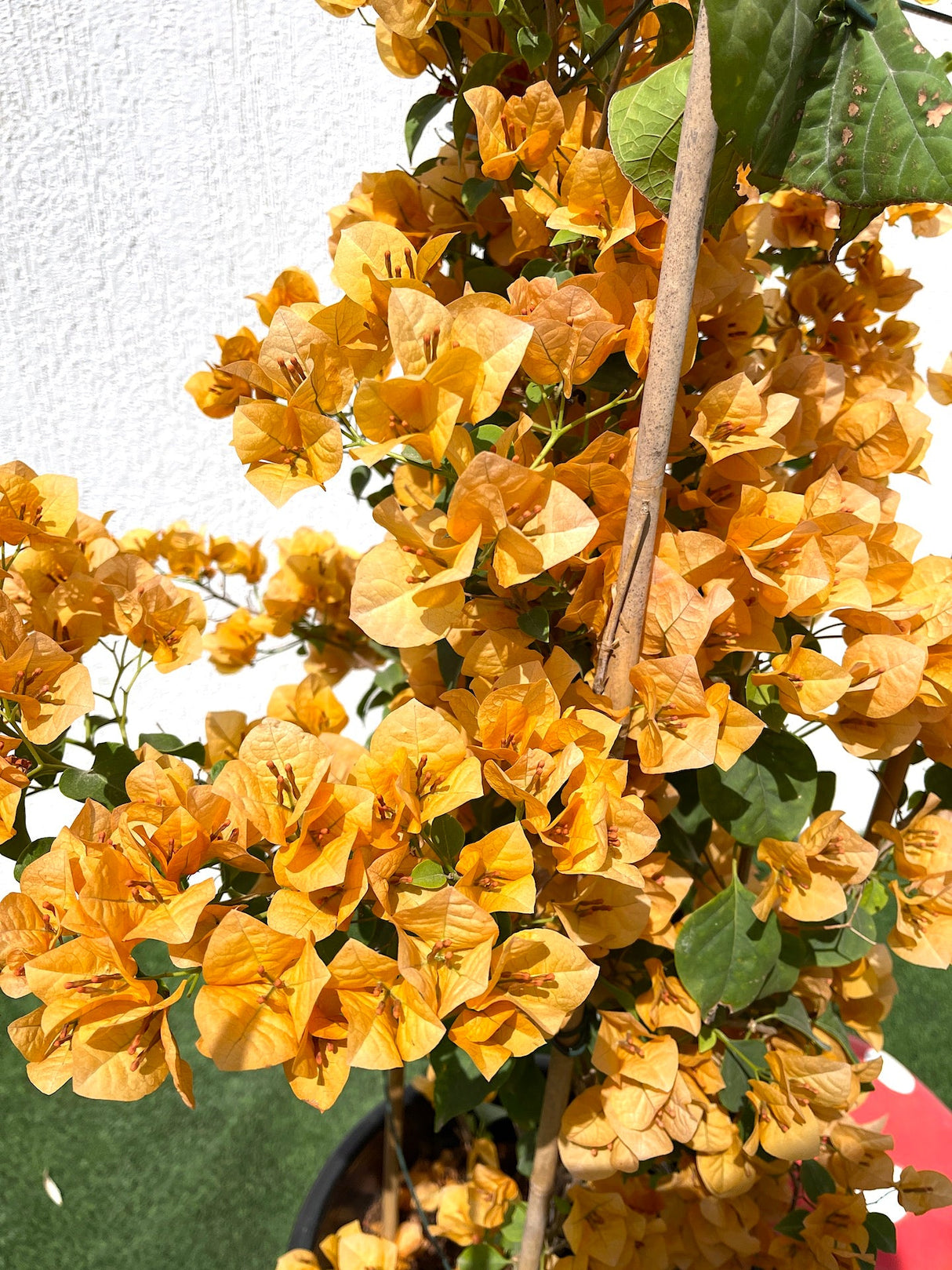 Bougainvillea Gold 0.8-1.5m