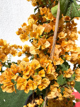 Bougainvillea Gold 0.8-1.5m