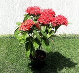 Ixora Coccinea 0.25-0.3m