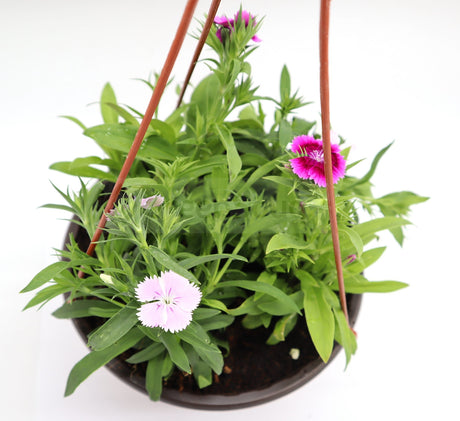 Hanging Dianthus Caryophyllus "Carnation or Clove Pink"