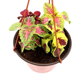 Coleus mix color "Hanging" plants