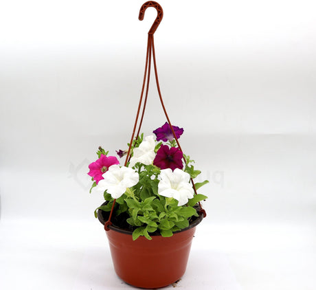 Hanging Petunia Mix "Petunias"