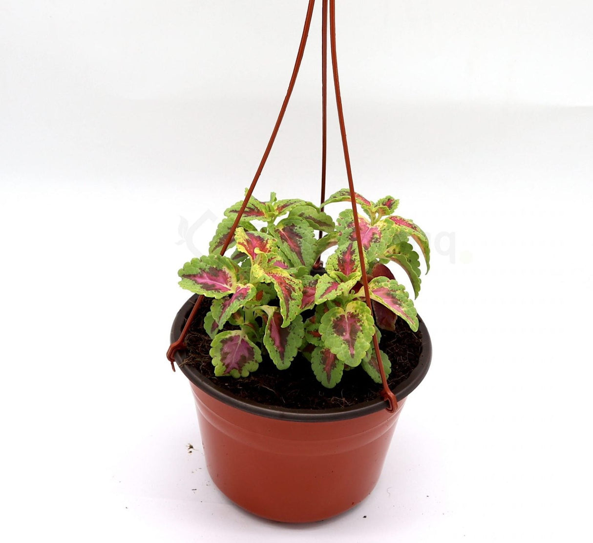 Coleus mix color "Hanging" plants