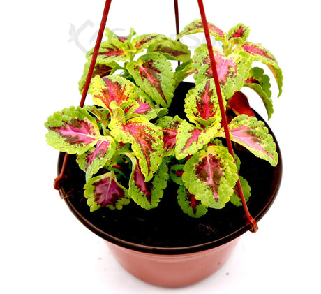 Coleus mix color "Hanging" plants