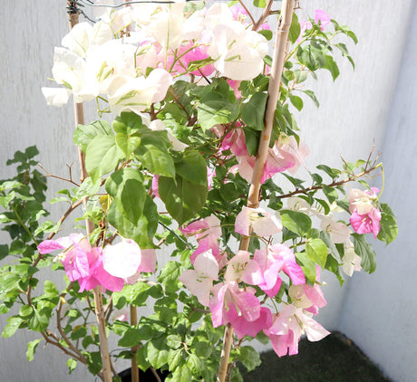 Bougainvillea Cocoice "Coconut Ice"