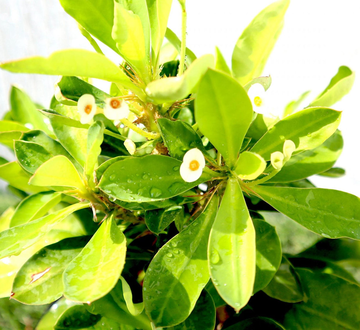 Euphorbia Millii White "Crown of Thorns" 0.25-0.35m