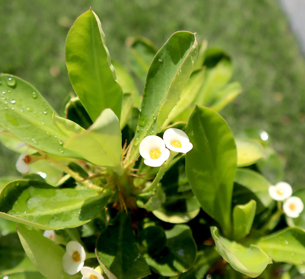 Euphorbia Millii White "Crown of Thorns" 0.25-0.35m