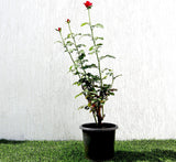 Rose Plant (outdoor)