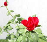 Rose Plant (outdoor)