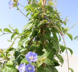 Jacquemontia pentantha "Sky Blue Cluster Vine"