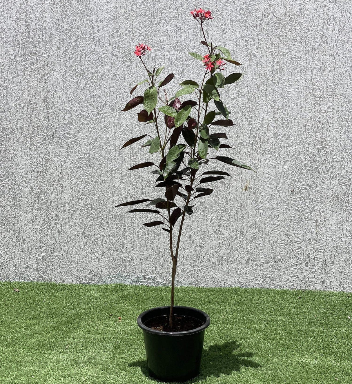 Jatropha pandurifolia Hastata 0.8-1.0m