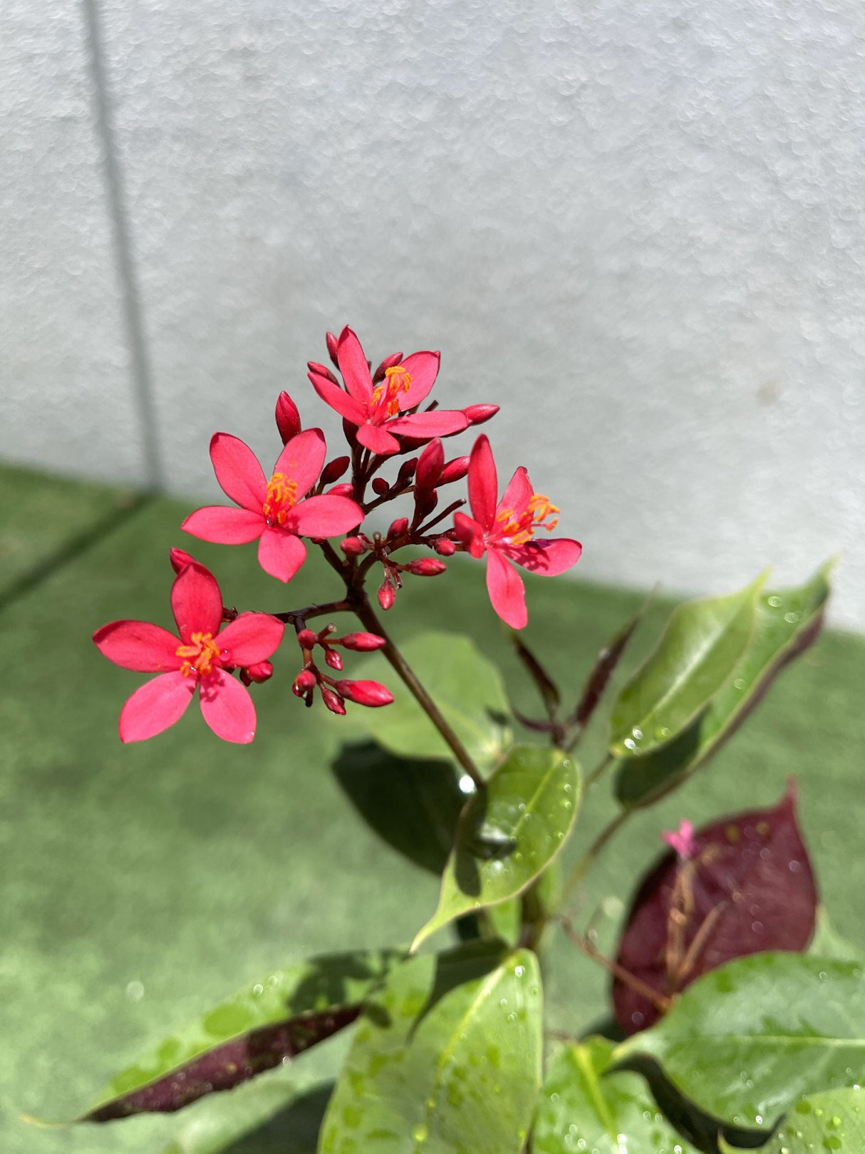 Jatropha pandurifolia Hastata 0.8-1.0m