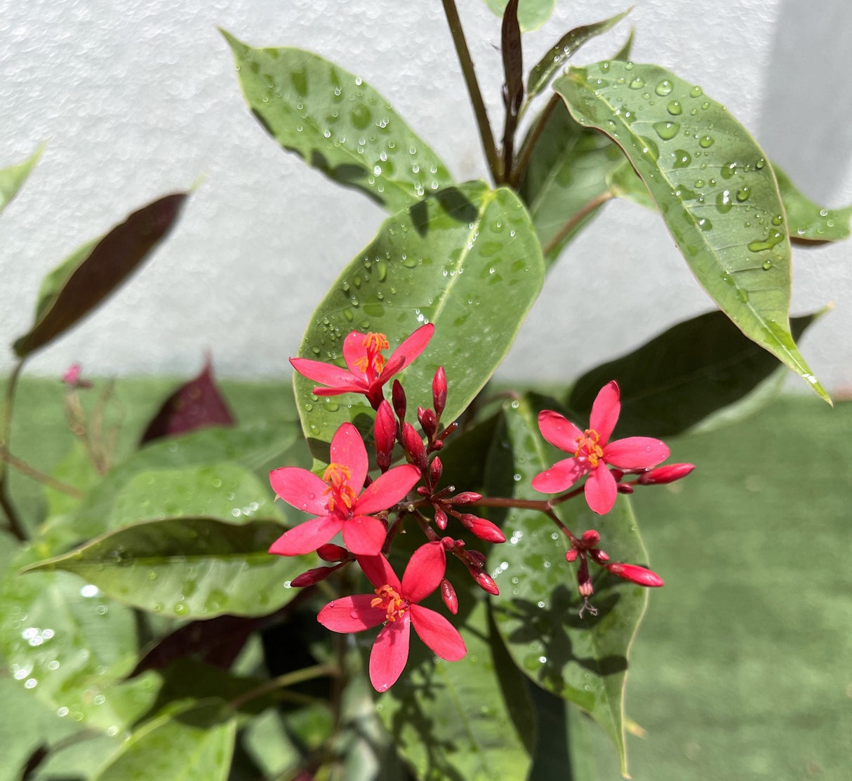 Jatropha pandurifolia Hastata 0.8-1.0m