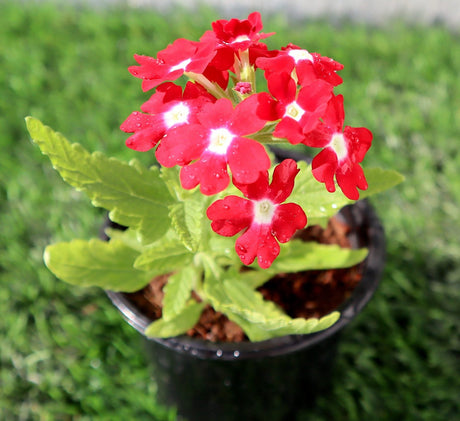 Verbena flowers 8-12cm