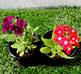 Verbena flowers 8-12cm