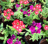 Verbena flowers 8-12cm