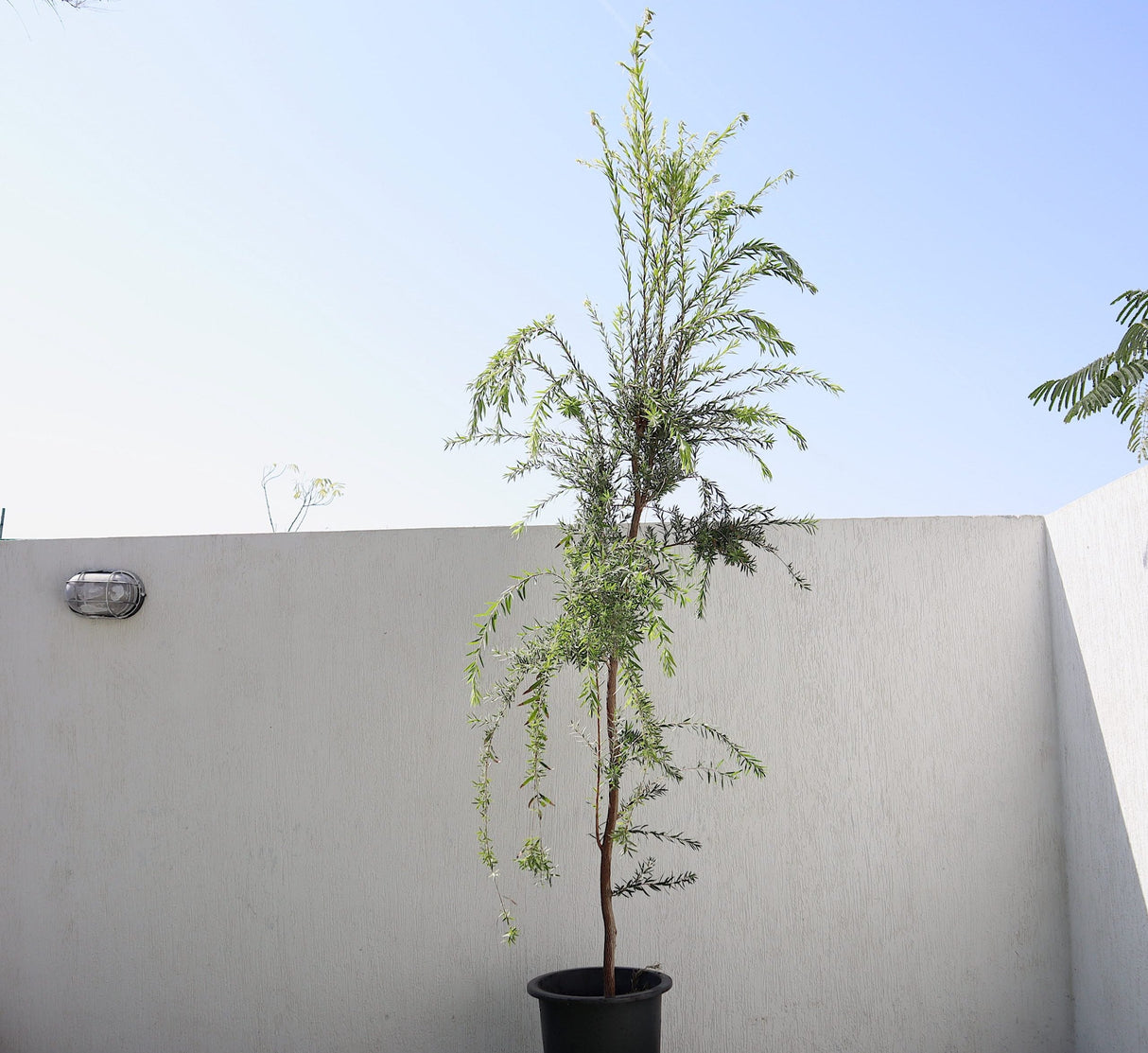 Callistemon viminalis "Bottle Brush Tree"