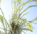 Callistemon viminalis "Bottle Brush Tree"