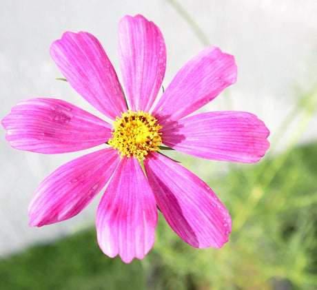 Cosmos Flowering Plant