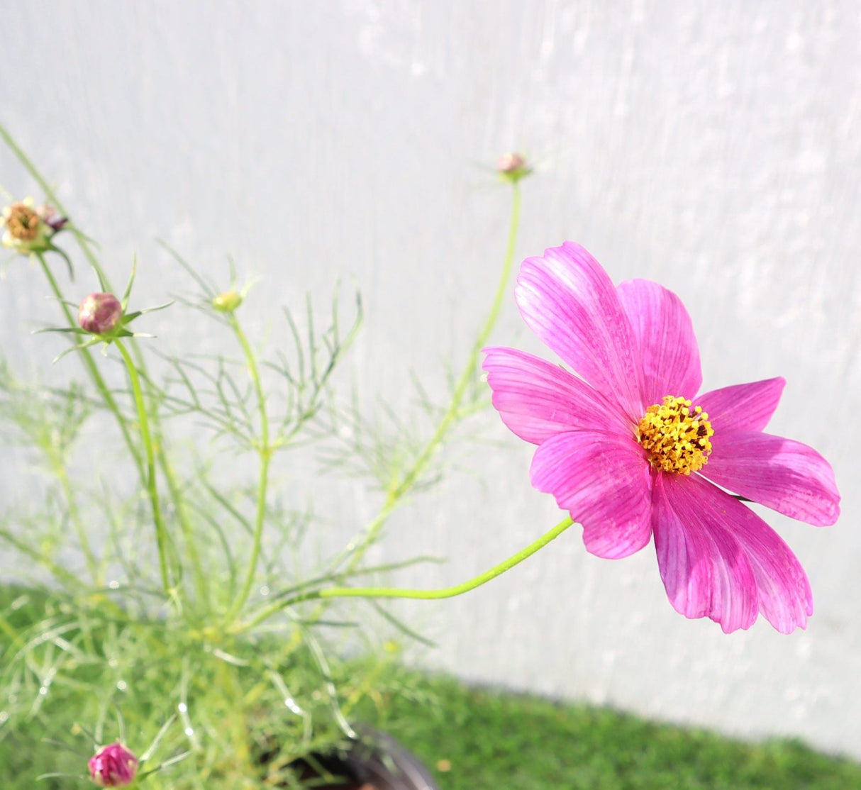 Cosmos Flowering Plant