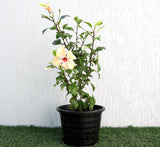 Hibiscus Rosa Sinensis "Cream" 0.5-0.6m