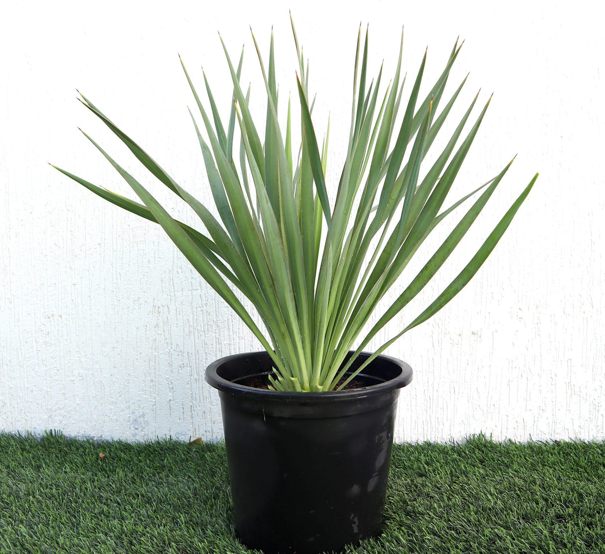 Yucca Gloriosa "Spanish-dagger" 0.3-0.4m