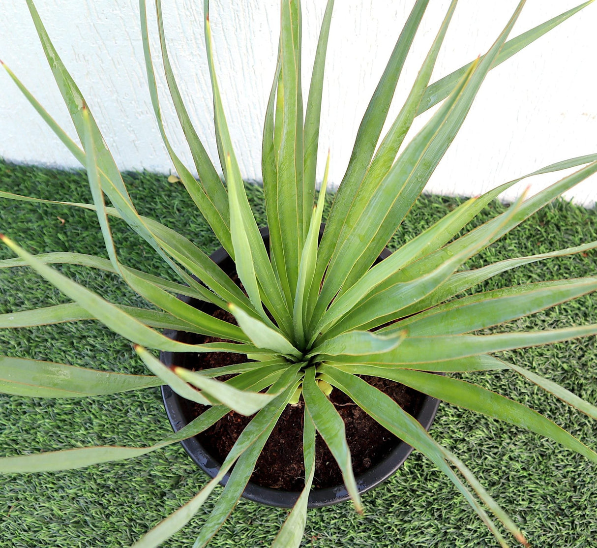 Yucca Gloriosa "Spanish-dagger" 0.3-0.4m