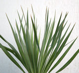 Yucca Gloriosa "Spanish-dagger" 0.3-0.4m