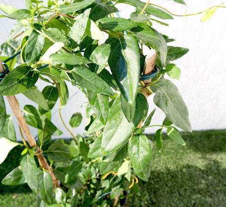 Lonicera "Honeysuckle" 0.8-1.0m