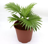 Livistona Palm | Chinese Fan palm