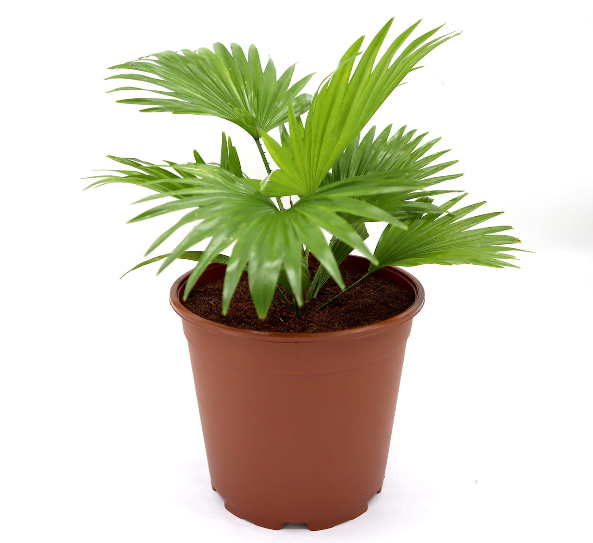 Livistona Palm | Chinese Fan palm