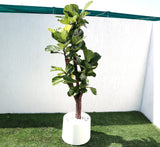 Ficus Lyrata Branched "Fiddle Leaf Fig" 1.2-1.5m