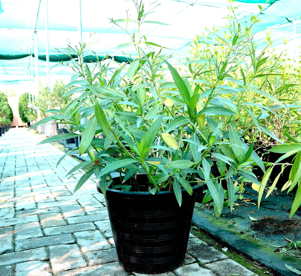 Ruellia Ciliosa "Wild Petunia" 6Ltr Pot