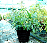 Ruellia Ciliosa "Wild Petunia" 6Ltr Pot