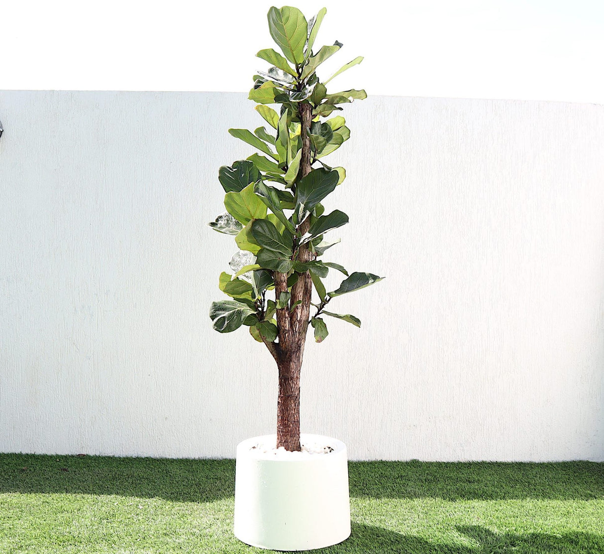 Ficus Lyrata Branched "Fiddle Leaf Fig" 1.2-1.5m