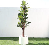 Ficus Lyrata Branched "Fiddle Leaf Fig" 1.2-1.5m