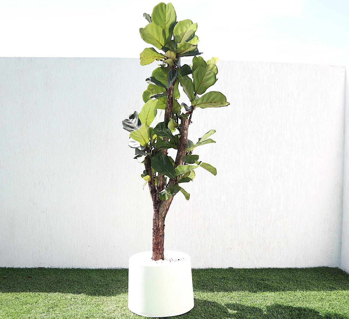 Ficus Lyrata Branched "Fiddle Leaf Fig" 1.2-1.5m